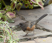 Spotted Towhee